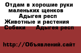 Отдам в хорошие руки маленьких щенков  - Адыгея респ. Животные и растения » Собаки   . Адыгея респ.